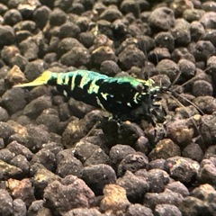 BLACK　GALAXY(FISH BONE)shrimp 