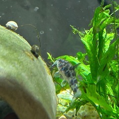 コリドラス　パレアタス（青コリ）　
の画像