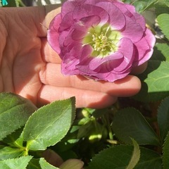 クリスマスローズ　ダブルバイカラー　白濃いピンクの画像