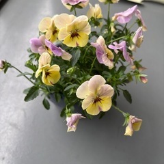 パンジーと観葉植物