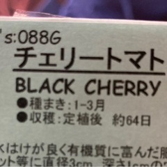 黒トマトの種
