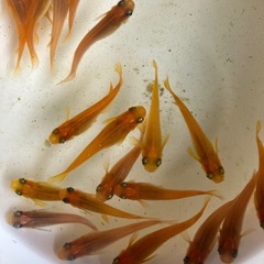 メダカ　紅ヒカリ体型　10匹の画像
