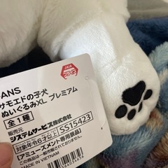 サモエドのこいぬの画像
