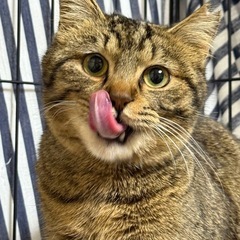 多頭飼育崩壊の現場から保護