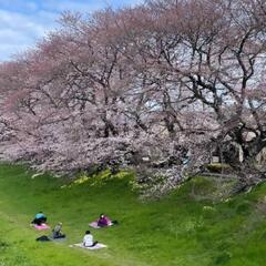 【4月5日(土)】お花見ヨガ🌸【北越谷河川敷】