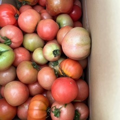 売り切れました🍅トマト50個が500円！の画像