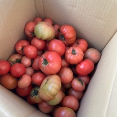 売り切れました🍅トマト50個が500円！の画像