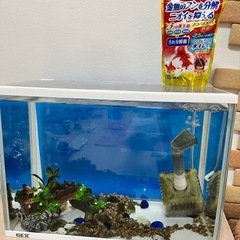 金魚飼育セットの画像