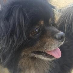 決まりましたポメラニアン×ペキニーズMIX犬