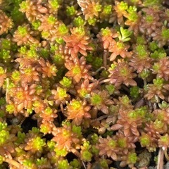 ☘️無料☘️多肉植物　森村万年草　セダム　