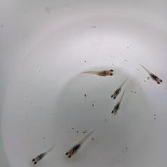 お渡し待ち★めだ〜IBブルー（アイビーブルー）　1cm〜1.5cm6匹　屋外飼育品の画像