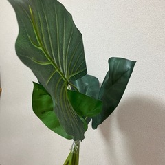 観葉植物