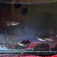 メダカ　アルティマニア　200系　１ペア+1の画像