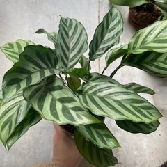 観葉植物　カラテアの画像