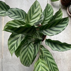 観葉植物　カラテアの画像