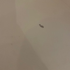 [値下げ]ニトリ キッチンボード ポスティアの画像