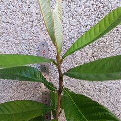 ビワ　(a)の画像