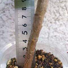 ビワ　(a)の画像