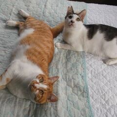 猫の里親を募集中!!