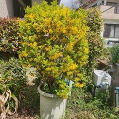 春のレンギョウ れんぎょう