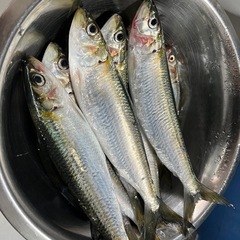 子連れで海釣りしませんか？
