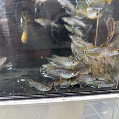 飼育場開放します！(今週末限定)
の画像