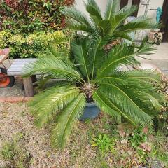 庭のソテツ 蘇鉄