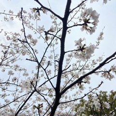 4月といえば新たな出会いの季節！ピクニックオフ会やります！