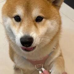 私はかわいい柴犬（しばいぬ）を飼っています