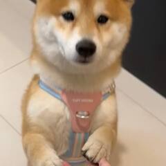私はかわいい柴犬（しばいぬ）を飼っています - 犬