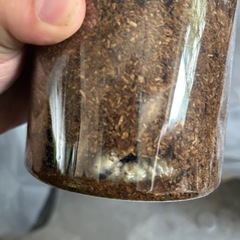 ノコギリクワガタ幼虫マギーー！最大3匹までの画像