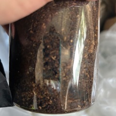 ノコギリクワガタ幼虫マギーー！最大3匹までの画像