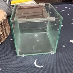 オールガラス水槽の画像