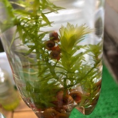 ラムズホーン沢山🐚の画像