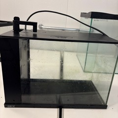 ラクテリア、熱帯魚、両生類