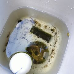 クロメダカ 昨年生まれて屋外で越冬した強い子達です。