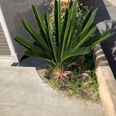 小さいソテツの画像