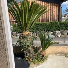 小さいソテツの画像