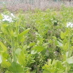 大根のお花、差し上げます！