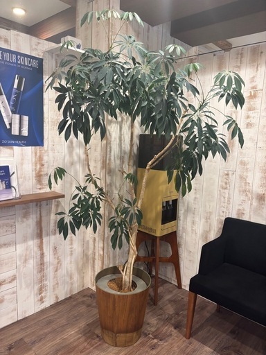 観葉植物