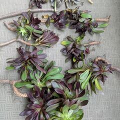 多肉植物　黒法師、朧月