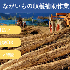 ＼日払い・1日OK！／誰でも出来る！ながいも収穫作業