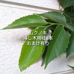 ムクノキ 椋木 挿し木用枝 8本 おまけ有り