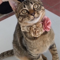 🧡動画付🧡人見知りなしのゴロスリミーナちゃん