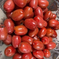 珍しいフルーツ　採れたてグミの実　大量にあります