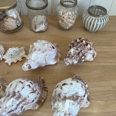 フラワーベース　花瓶　貝殻　サンゴの画像