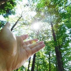 老子から学ぶ「無為自然森歩き」の画像