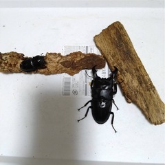 アマミヒラタクワガタ　ペア②