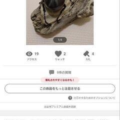 ヘラクレスオオカブトムシ　雄1頭の画像