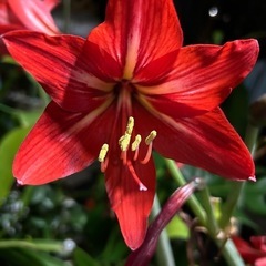 アマリリス　赤い花🌺